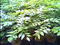 沉香-原植物 沉香-原植物