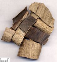 中藥材-杜仲 中藥材-杜仲