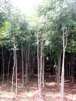 杜仲-植物原生態(tài) 杜仲-植物原生態(tài)