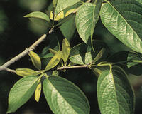 藥材杜仲-葉子 藥材杜仲-葉子