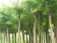 藥材杜仲-植物生長 藥材杜仲-植物生長