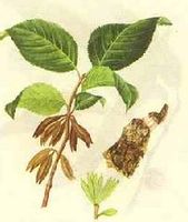 藥材杜仲(圖10) 藥材杜仲(圖10)