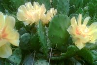 仙人掌(圖7) 仙人掌(圖7)