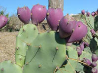 仙人掌(圖11) 仙人掌(圖11)