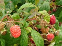 覆盆子-植物形態(tài) 覆盆子-植物形態(tài)