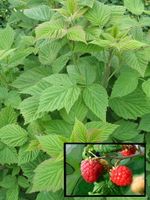 覆盆子-植物特性 覆盆子-植物特性