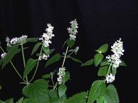 荊芥 Nepeta cataria 荊芥 Nepeta cataria