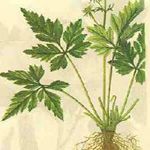 番瀉葉可作藥用 番瀉葉可作藥用