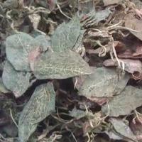 金線蓮，金線蓮干，野生金線蓮