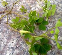 黃花酢漿草 黃花酢漿草