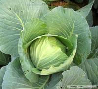 甘藍(lán) 甘藍(lán)