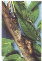 蚱蟬-進(jìn)化 蚱蟬-進(jìn)化