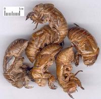 蟬蛻-中藥飲片 蟬蛻-中藥飲片