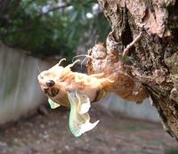 蟬蛻過程 蟬蛻過程