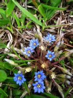 原植物-龍膽(圖1)