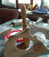 剛挖出來(lái)的新鮮的肉蓯蓉