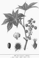 五加皮-植物性狀 五加皮-植物性狀