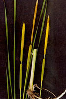 蒲黃狹葉香蒲 蒲黃狹葉香蒲