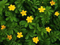 鵝絨委陵菜 鵝絨委陵菜