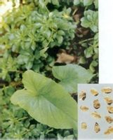 獨(dú)角蓮-原植物(圖2) 獨(dú)角蓮-原植物(圖2)