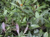 群居的。。一看就是菊科的