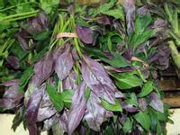 市集上捆著賣(mài)的血皮菜 市集上捆著賣(mài)的血皮菜