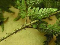 兩色鱗毛蕨(圖4) 兩色鱗毛蕨(圖4)