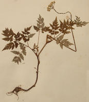 藁本樣本 藁本樣本