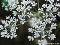 藁本開花時(shí) 藁本開花時(shí)