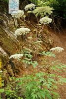 藁本植物原態(tài) 藁本植物原態(tài)