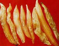 天門冬-形態(tài)