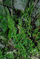 半枝蓮(圖3) 半枝蓮(圖3)