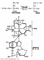 維生素B12 結(jié)構(gòu)式