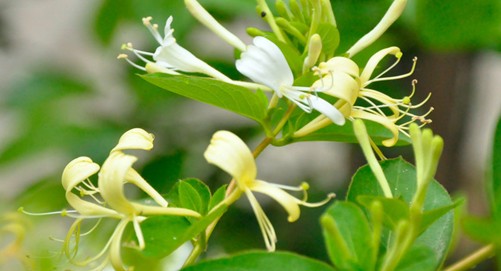 �����~���ˎ