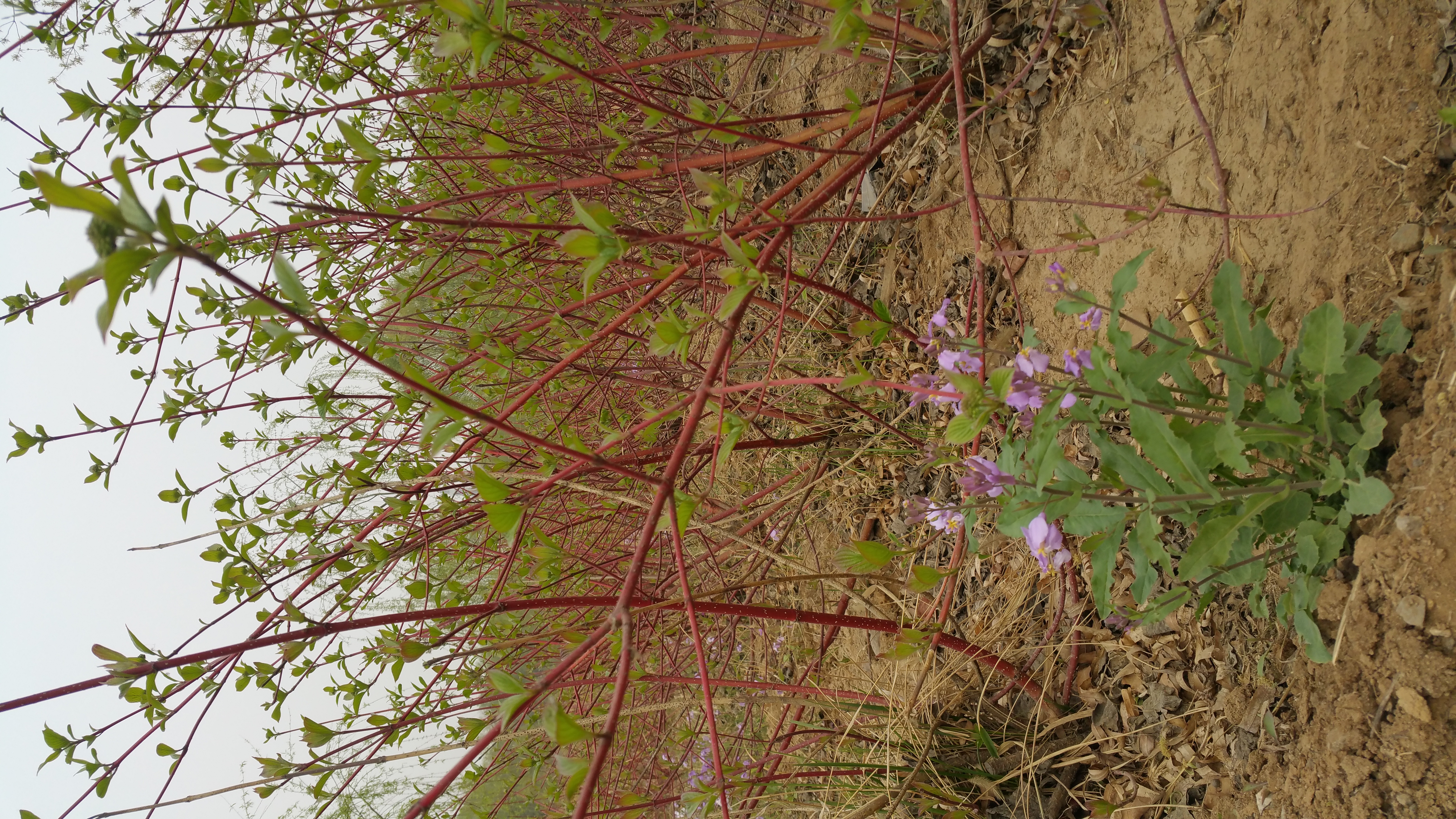 類風濕關節(jié)炎