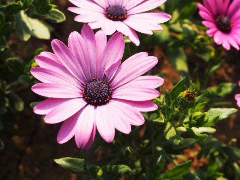 卵巢囊腫破裂的原因是什么？如何護(hù)理保??？