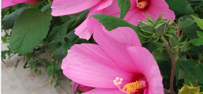 做了宮外孕手術(shù)之后的五大注意事項介紹