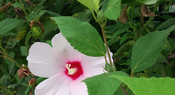 早產(chǎn)兒貧血檢查