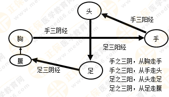 專(zhuān)業(yè)師資帶你學(xué)（九）：執(zhí)業(yè)藥師《中藥綜》經(jīng)絡(luò)與經(jīng)絡(luò)系統(tǒng)！5圖2表！
