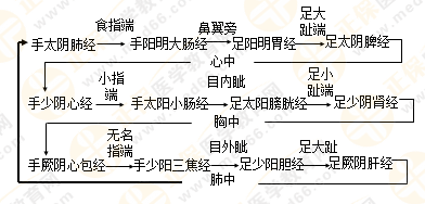 專(zhuān)業(yè)師資帶你學(xué)（九）：執(zhí)業(yè)藥師《中藥綜》經(jīng)絡(luò)與經(jīng)絡(luò)系統(tǒng)！5圖2表！