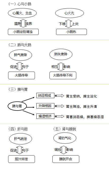 六腑與五臟之間的關(guān)系是什么？中西醫(yī)結(jié)合執(zhí)業(yè)助理醫(yī)師考試考點(diǎn)！