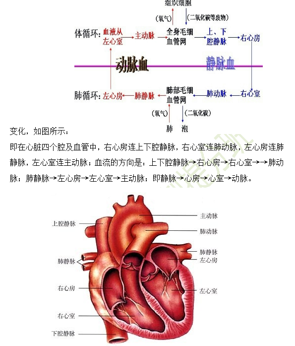 2019年臨床助理醫(yī)師心血管系統(tǒng)16個高頻考點速記！
