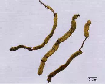 記住這些相似中藥的鑒定技巧，10月26日執(zhí)業(yè)藥師考場不丟分！