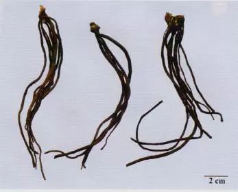 記住這些相似中藥的鑒定技巧，10月26日執(zhí)業(yè)藥師考場不丟分！