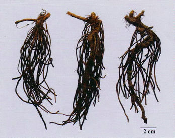 記住這些相似中藥的鑒定技巧，10月26日執(zhí)業(yè)藥師考場不丟分！