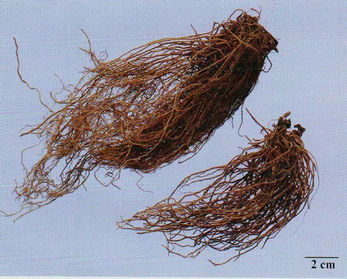 記住這些相似中藥的鑒定技巧，10月26日執(zhí)業(yè)藥師考場不丟分！