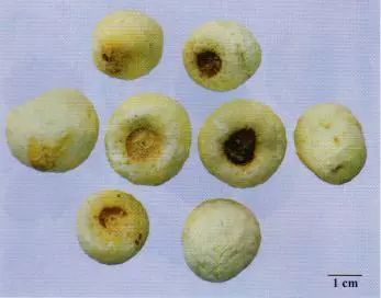 記住這些相似中藥的鑒定技巧，10月26日執(zhí)業(yè)藥師考場不丟分！