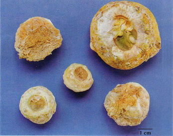 記住這些相似中藥的鑒定技巧，10月26日執(zhí)業(yè)藥師考場不丟分！