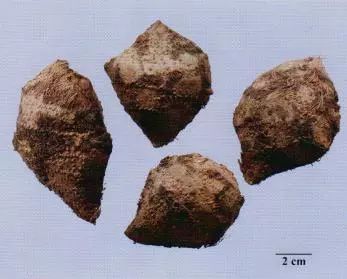 記住這些相似中藥的鑒定技巧，10月26日執(zhí)業(yè)藥師考場不丟分！