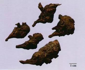 記住這些相似中藥的鑒定技巧，10月26日執(zhí)業(yè)藥師考場不丟分！